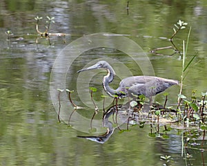 Tricolored heron Egretta tricolored