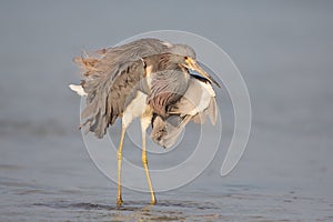 Tricolored heron at Estero Lagoon, Fort Myers, Florida