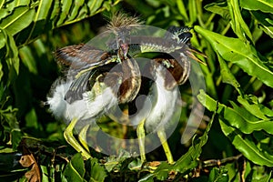 Tricolored heron