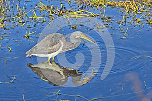 Tricolored Heron With Fish