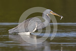Tricolored Heron with a fish in its beak - Florida