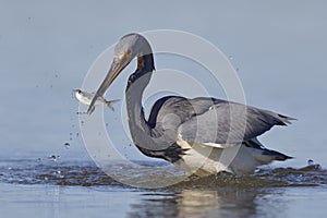 Tricolored Heron with a fish in its beak - Florida