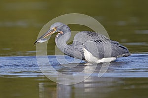 Tricolored Heron with a fish in its beak - Florida