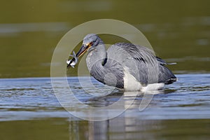 Tricolored Heron with a fish in its beak - Florida