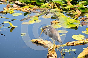 Tricolored Heron Fishing