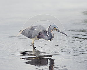 Tricolored Heron fishing