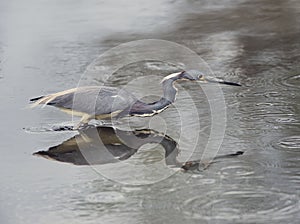 Tricolored Heron fishing