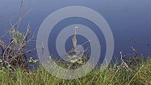 Tricolored Heron fishing in a lake. Birds in wild.