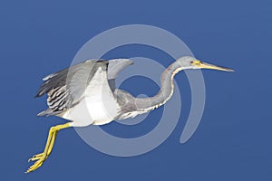 Tricolored Heron in flight