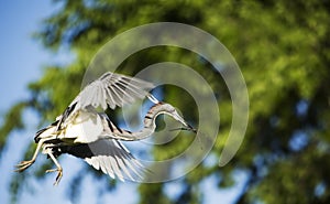 Tricolored Heron in Flight