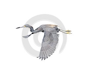 Tricolored Heron in Flight