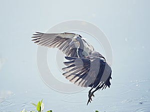 Tricolored Heron in Flight