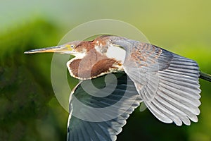 Tricolored Heron in Flight against Green Background