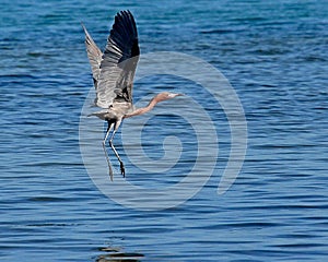 Tricolored Heron in Flight in Florida