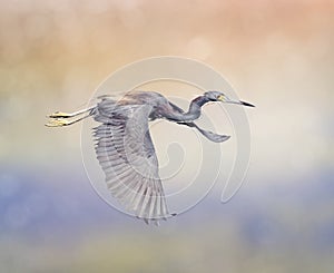Tricolored Heron in Flight