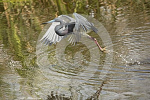 Tricolored heron flying low over water in a Florida swamp.