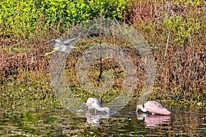 Tricolored Heron Flying Over Pond