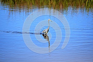 The Tricolored Heron glides through the shallow marsh on the Egans Creek Greenway of Amelia Island, Florida