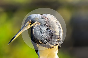 Tricolored Heron at Green Cay