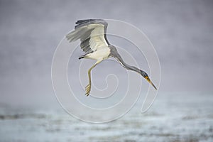Tricolored Heron Hovering in Search of a Fish