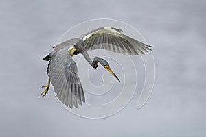 Tricolored Heron Hovering in Search of a Fish