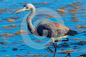 Tricolored Heron on the Hunt