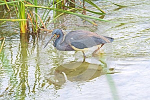 A Tricolored Heron on the Hunt