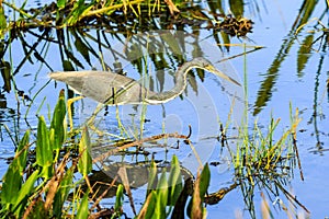 Tricolored Heron On The Hunt