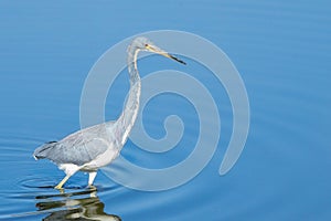 Tricolored Heron hunting in a Creek