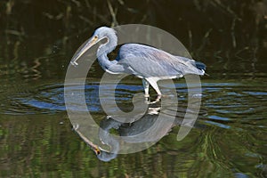 Tricolored Heron hunting in a Creek