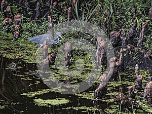 Tricolored Heron Hunting in the Cypress Swamp
