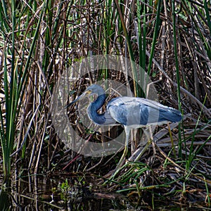 Tricolored Heron Hunting at the Edge of the Swamp