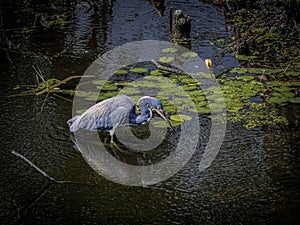 Tricolored Heron Hunting in the Lily Pads