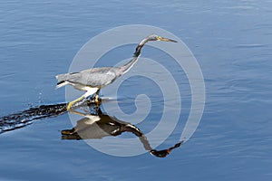 Tricolored Heron Hunting at Myakka River State Park