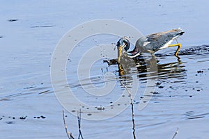 Tricolored Heron Just Missing A Fish