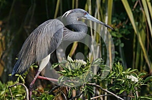 Tricolored Heron in Nest in Florida
