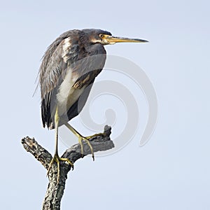 Tricolored Heron perched on a dead branch