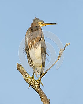 Tricolored Heron perched on a dead branch - Jekyll Island, GA