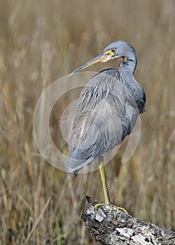 Tricolored Heron perched on a log in a marsh