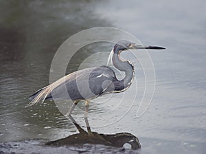 Tricolored Heron  in a pond