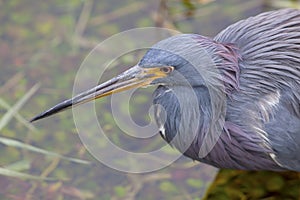 Tricolored Heron Portrait