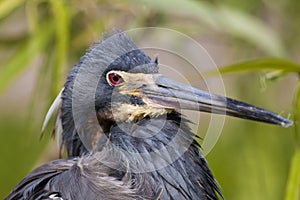 Tricolored Heron protrait