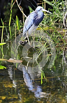 Tricolored heron reflected in the swamp in Everglades National Park