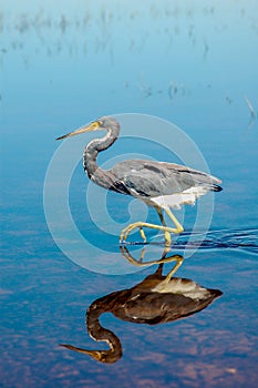 Tricolored heron