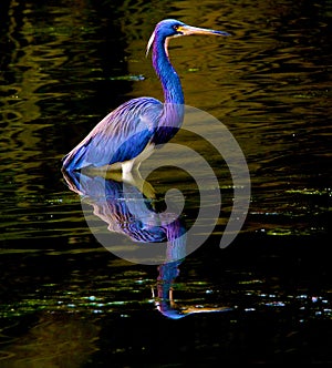 Tricolored Heron with Reflection photo