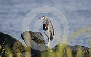 Tricolored Heron on rocky shore, Hilton Head Island, USA