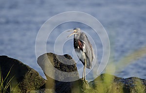 Tricolored Heron on rocky shore, Hilton Head Island, USA