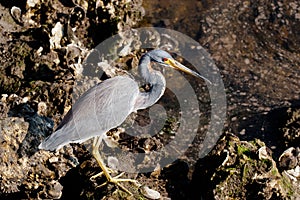 Tricolored Heron searching for food
