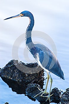 Tricolored Heron searching for food