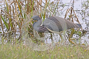 Tricolored Heron Searching for Food